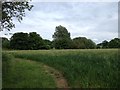 Path towards Alderton