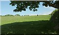 Cattle pasture by Bagton Lane