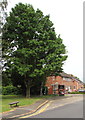 Tree above a St Julians Road bus stop and shelter, Newport