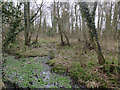 Wet woodland, Lower Bodham