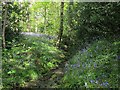 Stream through Outwood, with bluebells