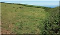 SX6940 : Cattle pasture above South Huish by Derek Harper