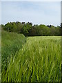 Field of barley near Treworga