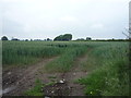 Crop field off Love Lane