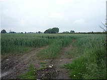 SJ7959 : Crop field off Love Lane by JThomas
