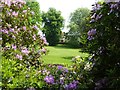 Rhododendron flowers