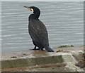 Cormorant at Thornton Reservoir