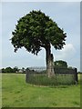 SJ8308 : The Royal Oak, Boscobel by Philip Halling