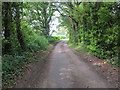 Wooded Lane near Waterditch