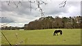 View from Robin Hood Way by Blidworth Dale