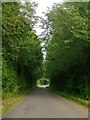 A tunnel of greenery on the St Lawrence to Tillingham road