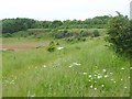 Balscote Quarry Nature Reserve