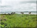 SY9789 : Arne, cattle grazing by Mike Faherty