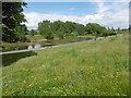 Wildflower meadow in Barking Park