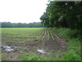 Young crop field beside woodland