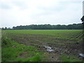 Young crop field near Hermitage Farm