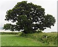 ST3819 : Mature oak tree by Roger Cornfoot