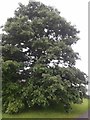 Oak tree in Syston Park