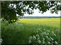 Cow parsley beside a field of rapeseed