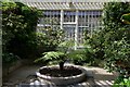 Tregrehan Garden: Tree fern getting started near the entrance