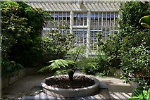 SX0553 : Tregrehan Garden: Tree fern getting started near the entrance by Michael Garlick