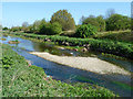 Shoal in River Roding