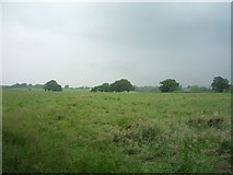 SJ7977 : Farmland off Pedley Lane by JThomas