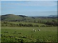 Sheep, Hawthornside