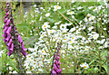 Wildflowers, River Lagan, Belfast - June 2016(2)