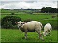 Lambs grazing at Abney