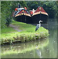 Heron along the Grand Union Canal