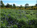 Strathleven grassland with bluebells