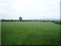 Grazing south of Wiggonby