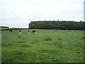 NY2954 : Cattle grazing near Park House Farm by JThomas