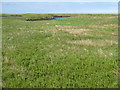 Salt marsh at Creagorry/Creag Ghoraidh