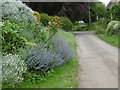 Flowers in a front garden in Church Lane, Ridlington