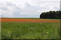 TG0919 : Poppies in a field near Great Witchingham by Julian P Guffogg