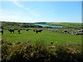 Cattle Farming near Lord