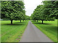 The Driveway from Coppice Farm to Mill Lane