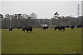 Cattle grazing