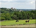 Horses on Coppice Farm with view to Stannington