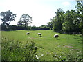 Grazing, Nealhouse Farm