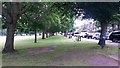 Avenue of trees on edge of Richmond Green