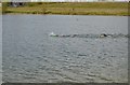 TL0148 : The lead Openwater Swimmers, Box End Park by N Chadwick