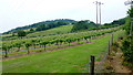 Vineyard off Pentre Lane