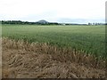 Wheat field near Cound