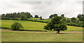 Trees and fields near Haweswater Beck