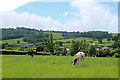 Churchstyle Farm and Aller Farm, Stockland