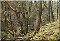 Wooded valley, Derricombe