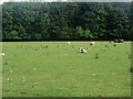 NZ2279 : Grass field near Briery Hill by Graham Robson